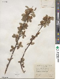 Amelanchier alnifolia var. semiintegrifolia image