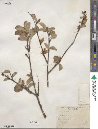 Amelanchier alnifolia var. semiintegrifolia image