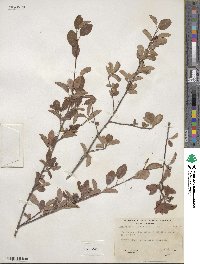 Amelanchier alnifolia var. semiintegrifolia image