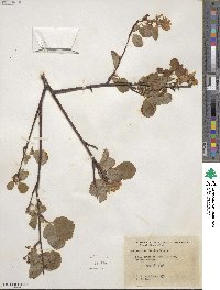 Amelanchier alnifolia var. semiintegrifolia image