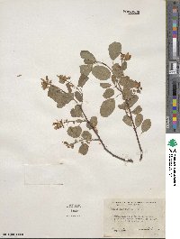 Amelanchier alnifolia image