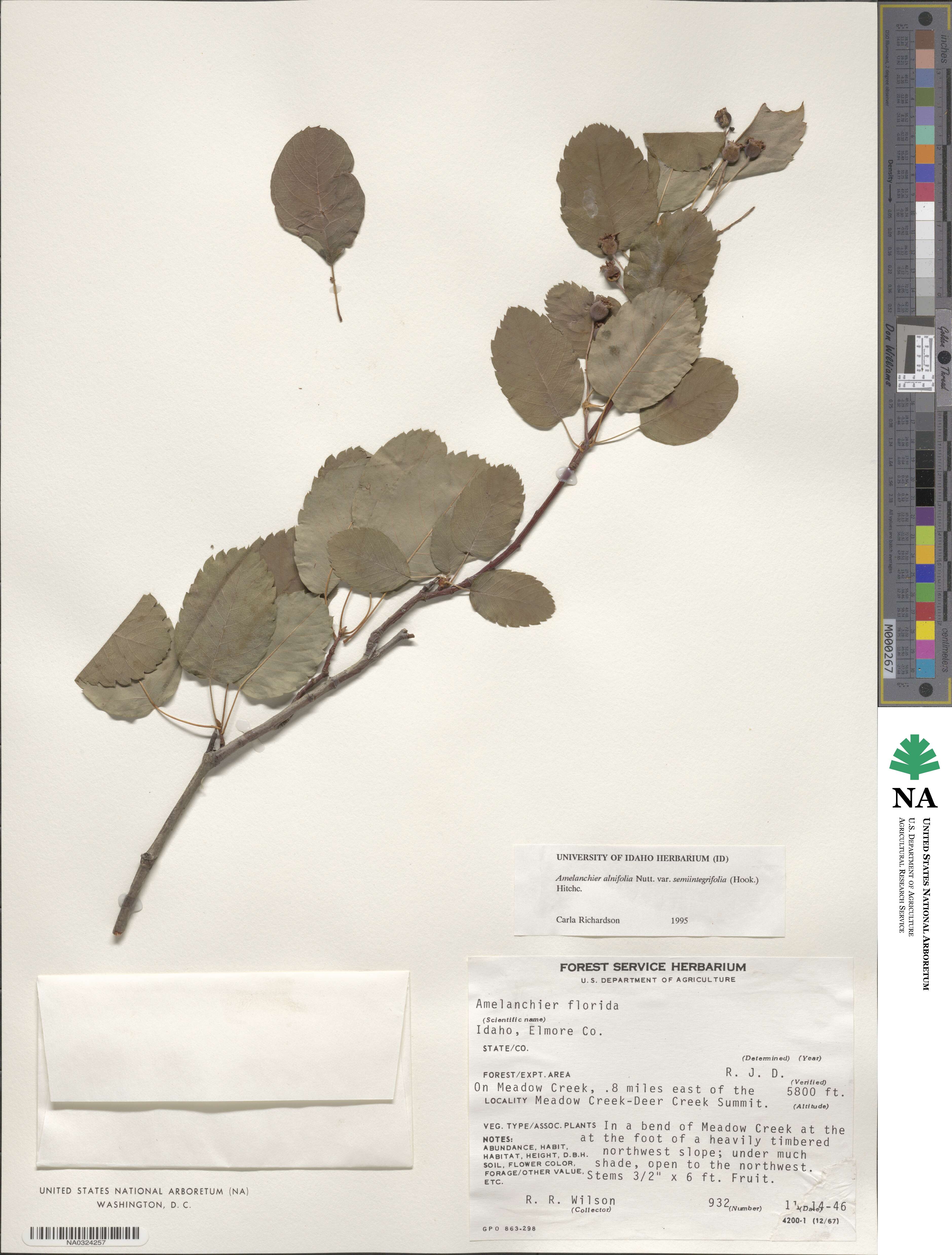 Amelanchier alnifolia var. semiintegrifolia image