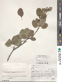 Amelanchier alnifolia image