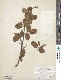 Amelanchier alnifolia var. semiintegrifolia image