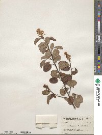 Amelanchier alnifolia image