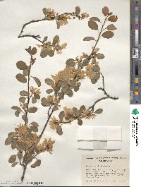 Amelanchier alnifolia var. semiintegrifolia image