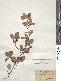 Amelanchier alnifolia var. semiintegrifolia image