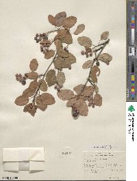 Amelanchier alnifolia image