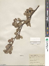 Amelanchier alnifolia image