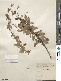 Amelanchier alnifolia var. semiintegrifolia image