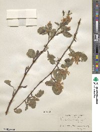 Amelanchier alnifolia var. semiintegrifolia image