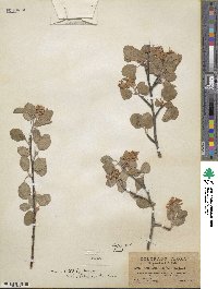 Amelanchier alnifolia var. semiintegrifolia image