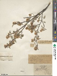 Amelanchier alnifolia var. semiintegrifolia image