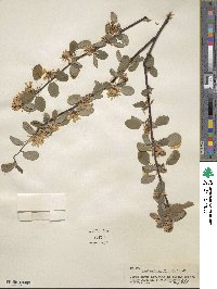 Amelanchier alnifolia image