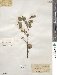 Amelanchier alnifolia var. semiintegrifolia image