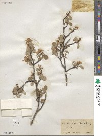 Amelanchier alnifolia image