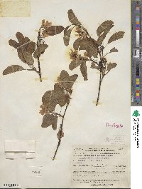 Amelanchier alnifolia var. semiintegrifolia image