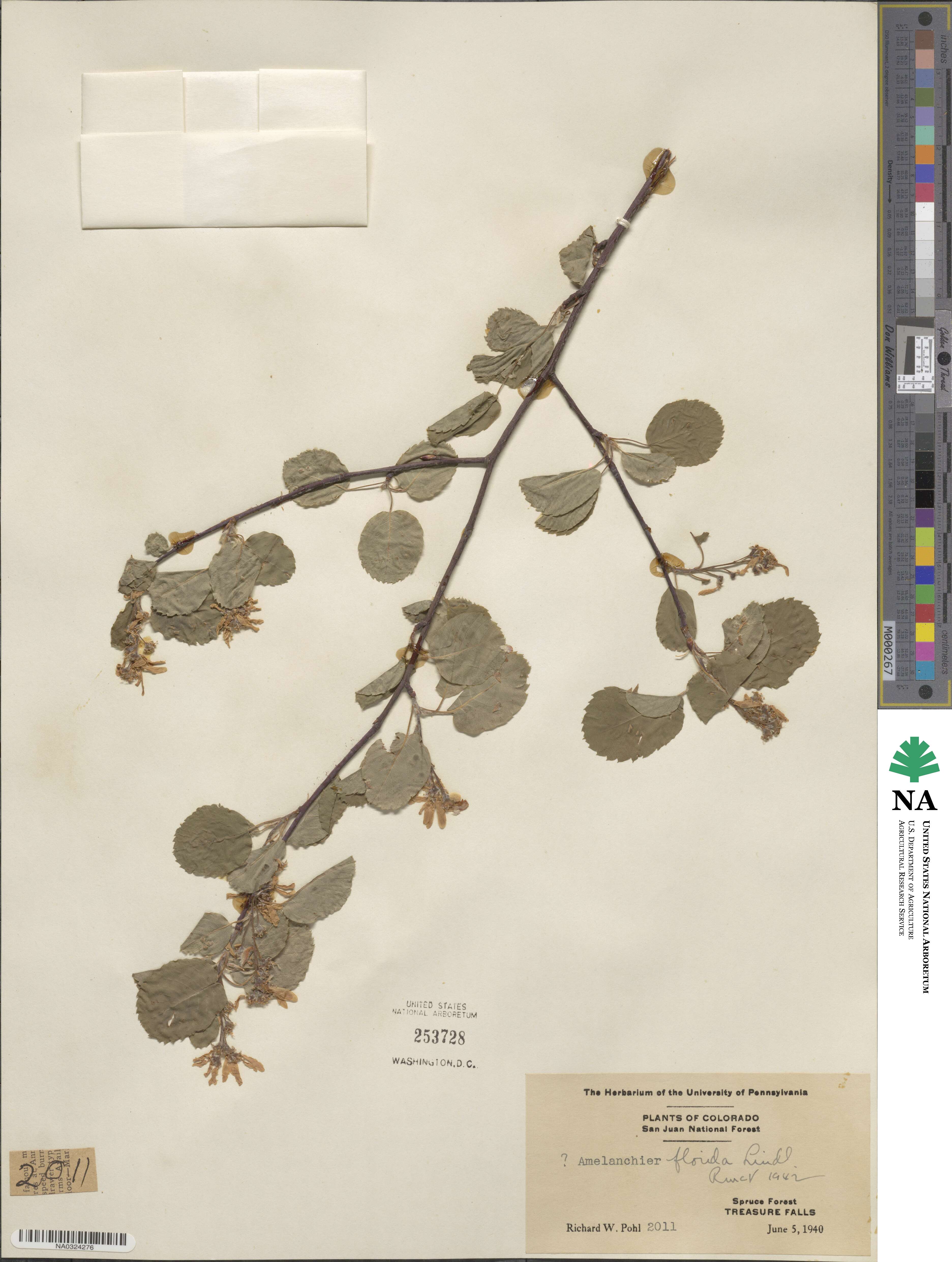 Amelanchier alnifolia image