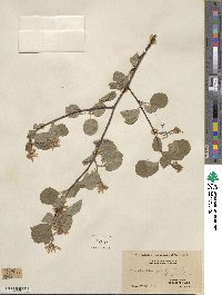 Amelanchier alnifolia var. semiintegrifolia image