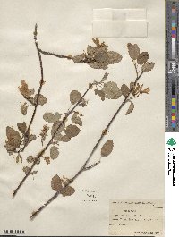 Amelanchier alnifolia var. semiintegrifolia image