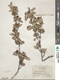 Amelanchier alnifolia var. semiintegrifolia image