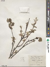 Amelanchier alnifolia image