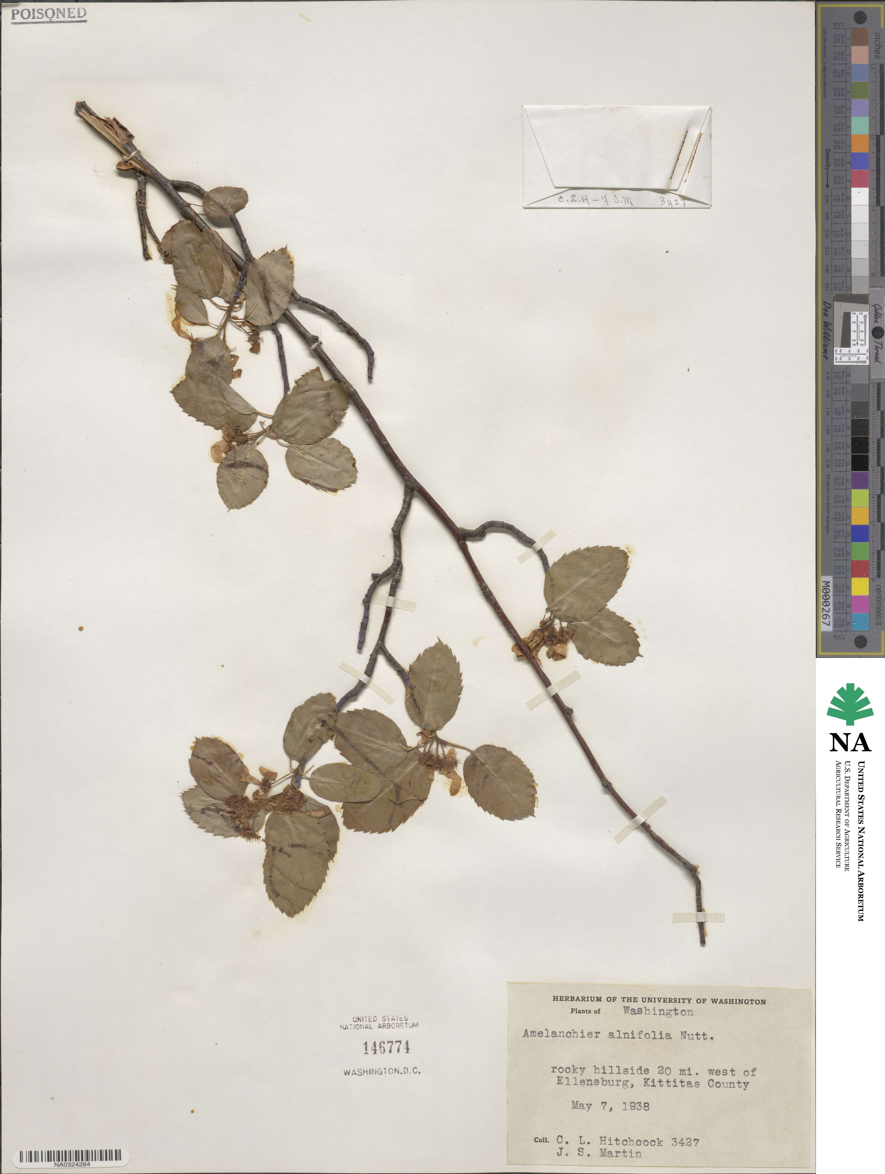 Amelanchier alnifolia var. semiintegrifolia image