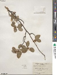 Amelanchier alnifolia var. semiintegrifolia image