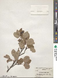 Amelanchier alnifolia var. semiintegrifolia image