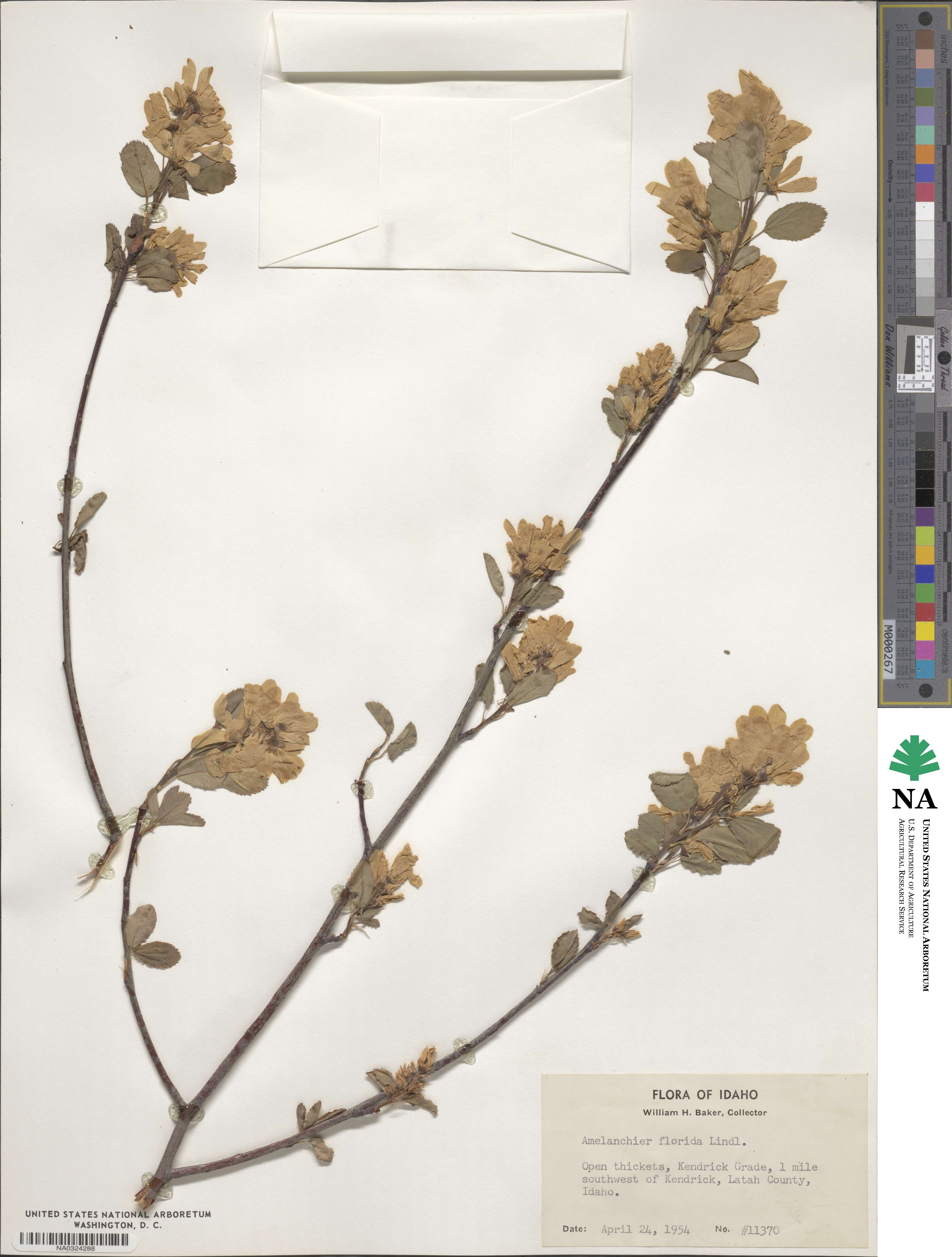 Amelanchier alnifolia var. semiintegrifolia image