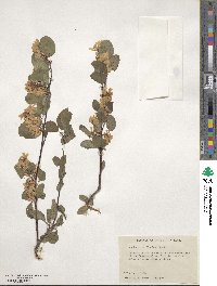 Amelanchier alnifolia var. semiintegrifolia image