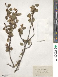 Amelanchier alnifolia var. semiintegrifolia image