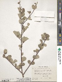 Amelanchier alnifolia var. semiintegrifolia image