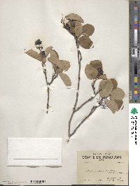 Amelanchier sanguinea image