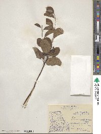 Amelanchier sanguinea var. gaspensis image