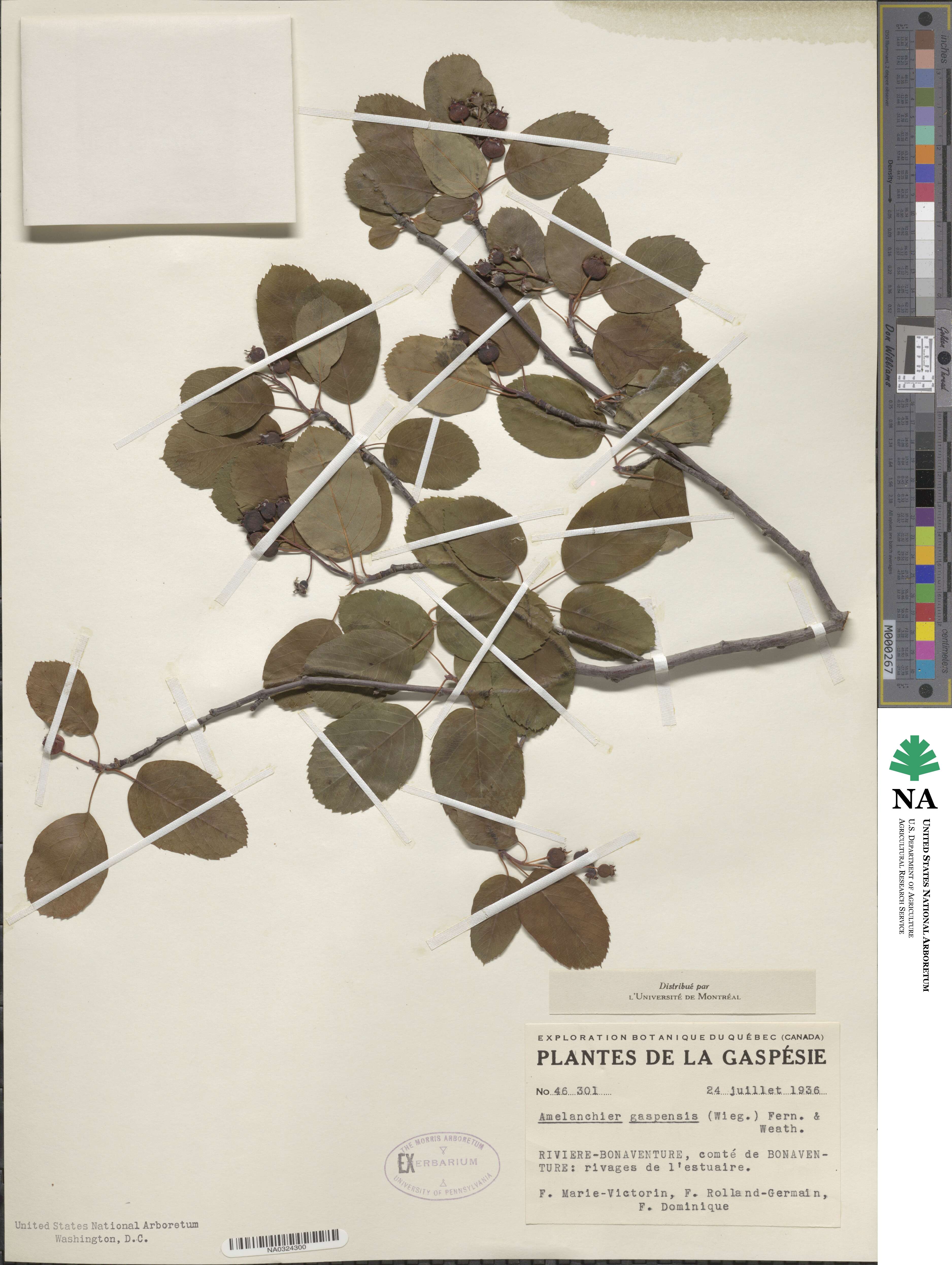 Amelanchier sanguinea var. gaspensis image