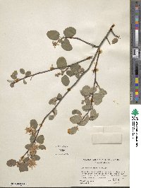 Amelanchier pallida image