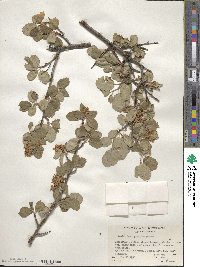 Amelanchier pallida image