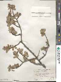 Amelanchier pallida image