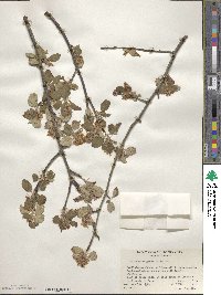 Amelanchier pallida image