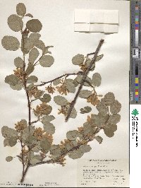 Amelanchier pallida image