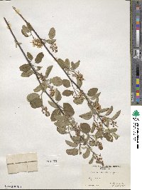 Amelanchier humilis image