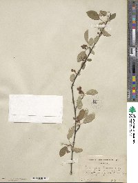 Amelanchier humilis image