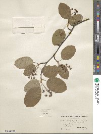 Amelanchier sanguinea image