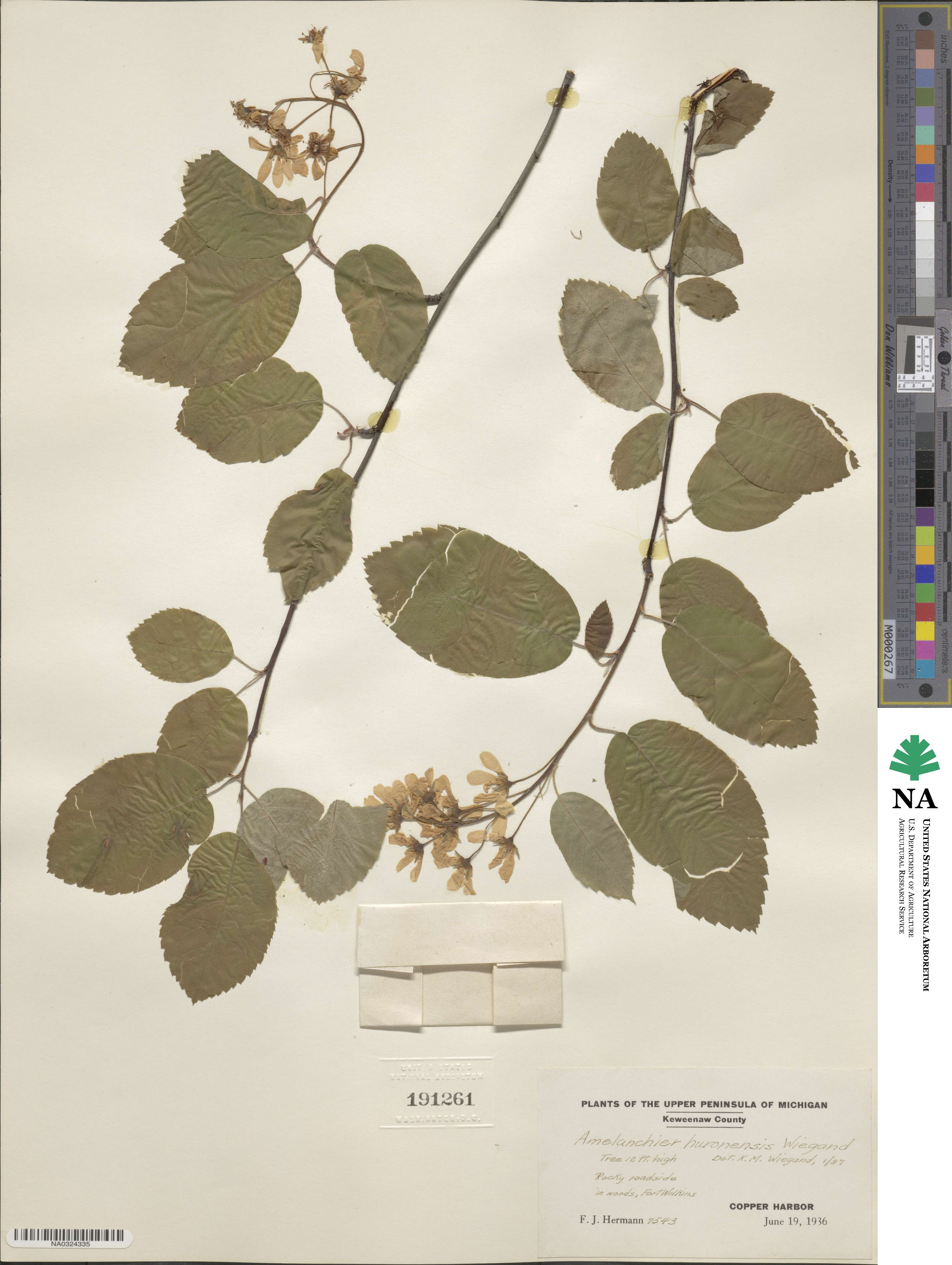 Amelanchier sanguinea image