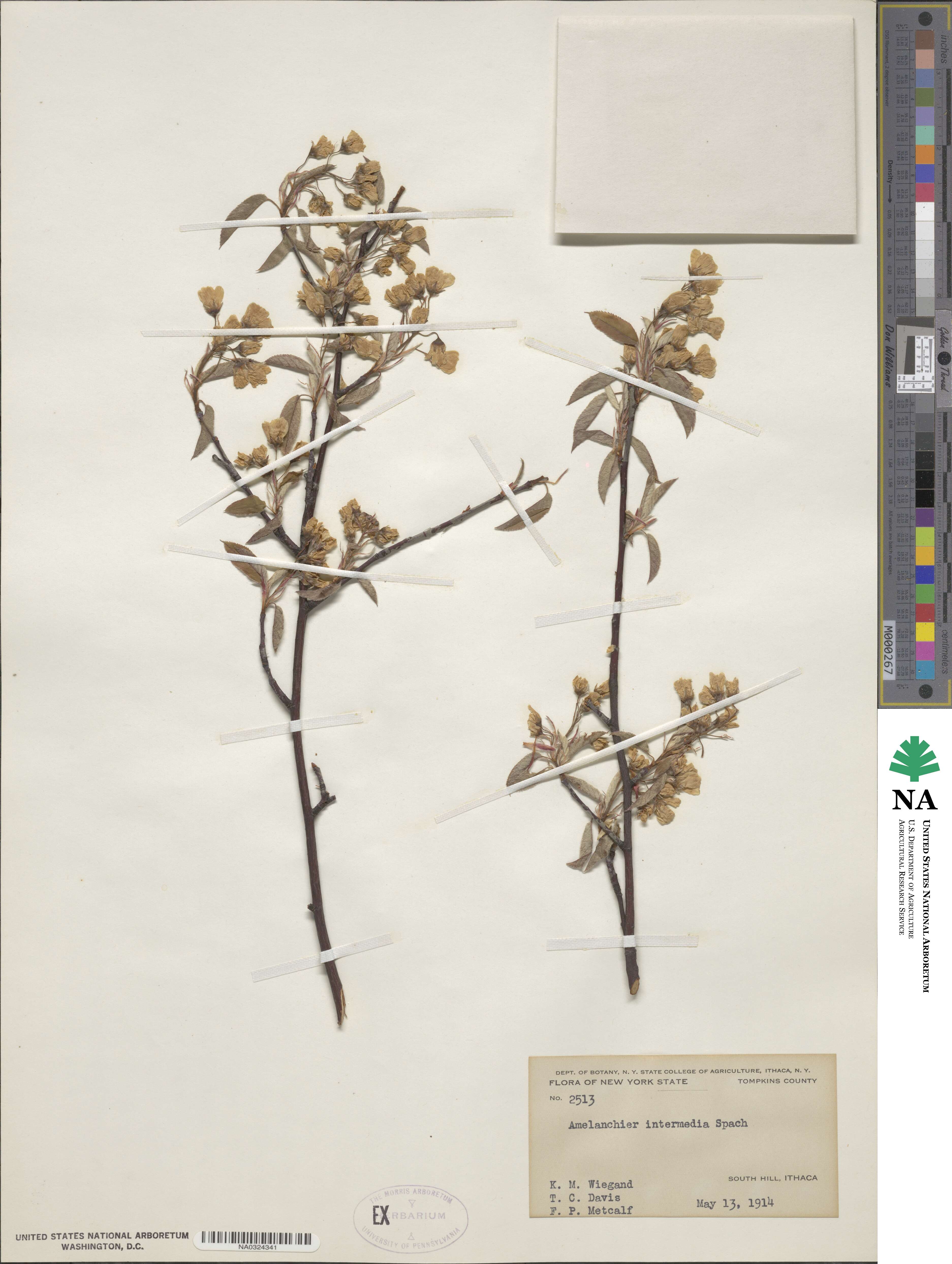 Amelanchier arborea image