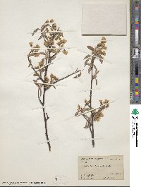 Amelanchier arborea image