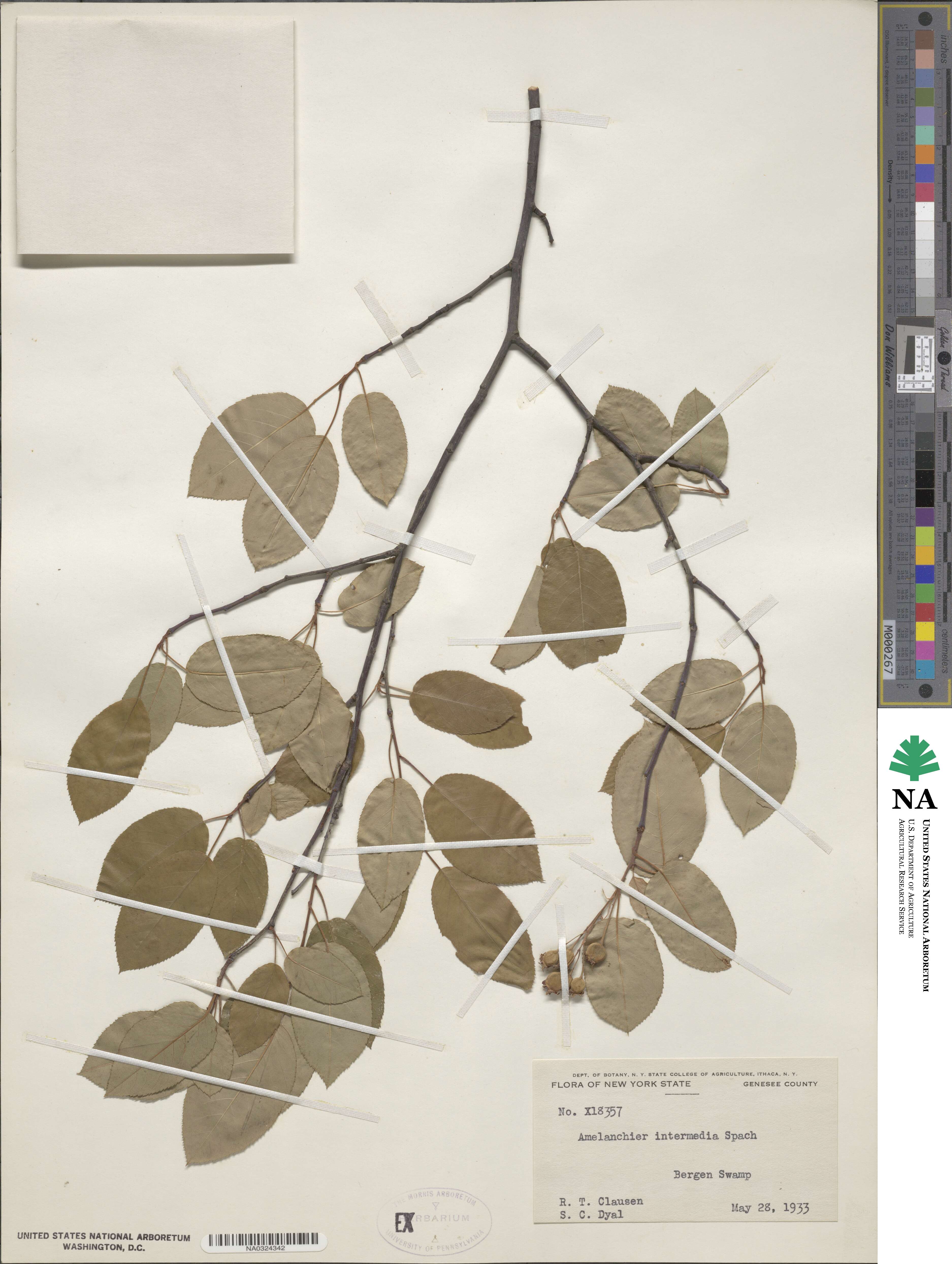 Amelanchier arborea image