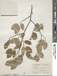 Amelanchier arborea image