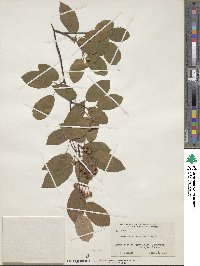 Amelanchier arborea image